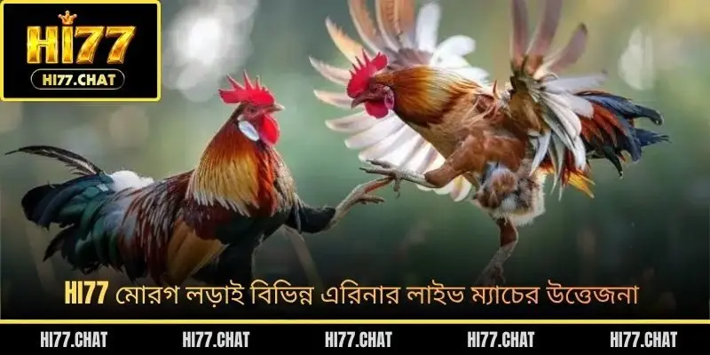 HI77 মোরগ লড়াই বিভিন্ন এরিনার লাইভ ম্যাচের উত্তেজনা