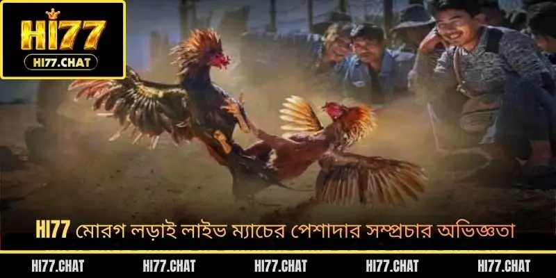 HI77 মোরগ লড়াই লাইভ ম্যাচের পেশাদার সম্প্রচার অভিজ্ঞতা